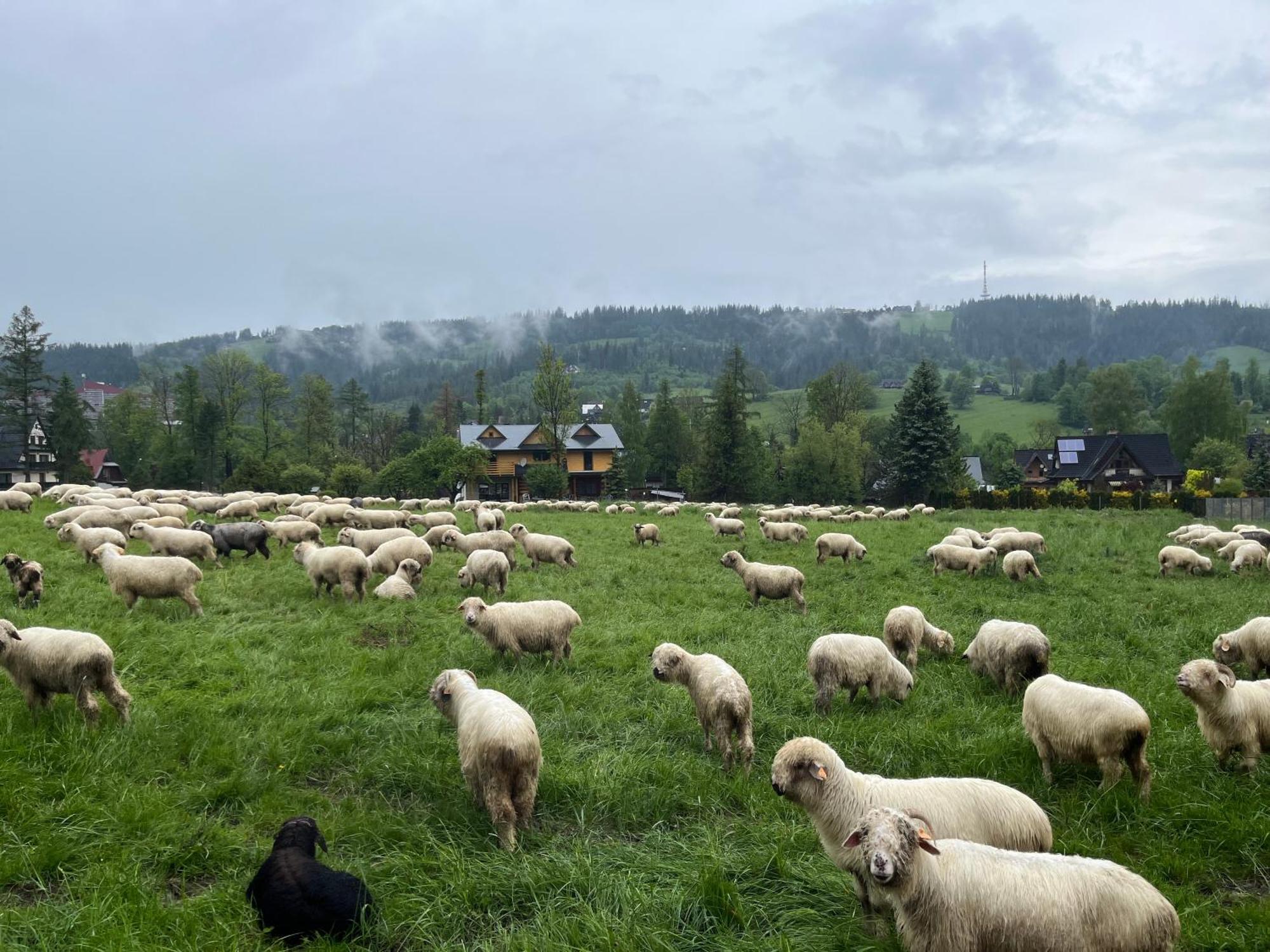 Milo Tu Zakopane Villa Екстериор снимка